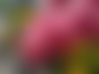 おはようございます