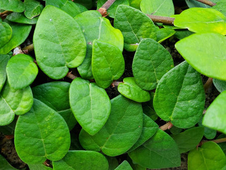 おはようございます🍀*゜