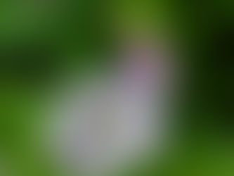 おはようございます🍀