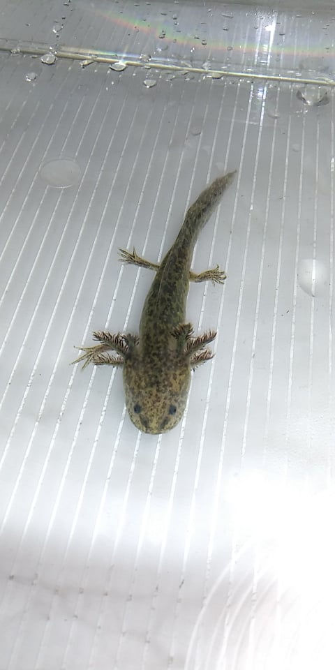 Chocolate Bomb (3.5" Wild )