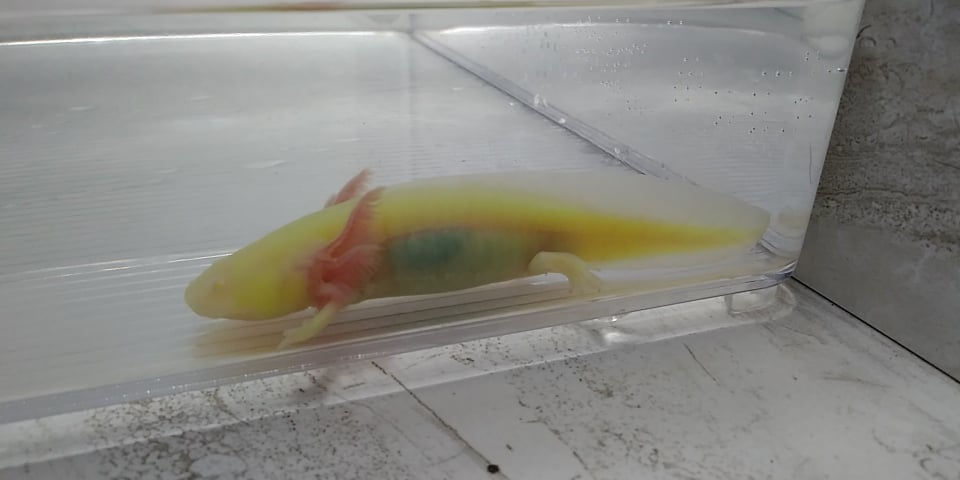 Thumbnail: Cough Heecup (4" Super GFP Albino)