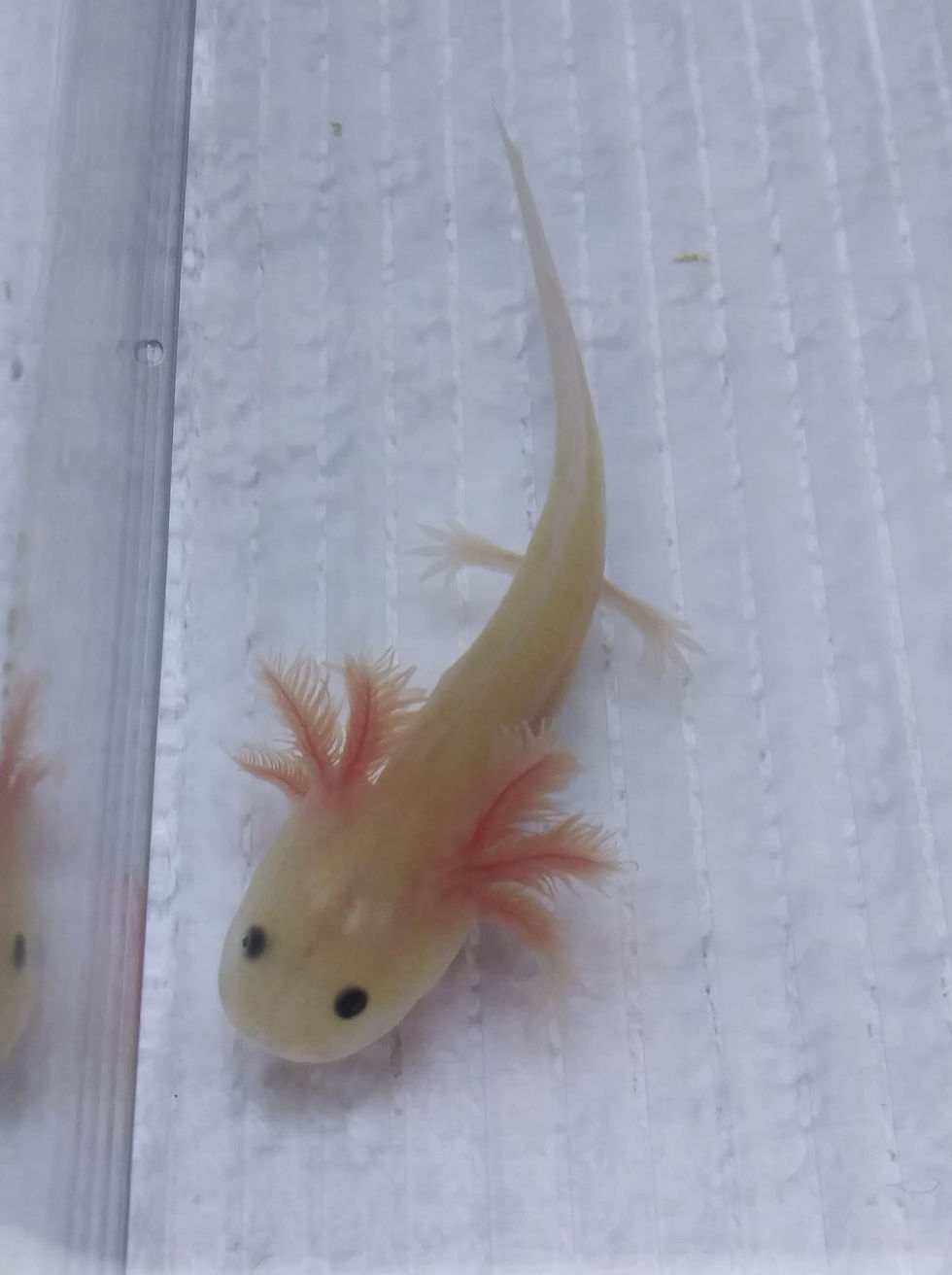 Thumbnail: Peyote (3" GFP  Lucy)