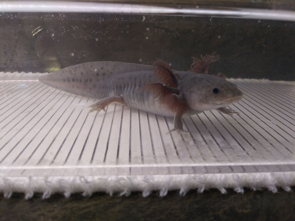 Thumbnail: Flint (6" Melanoid)