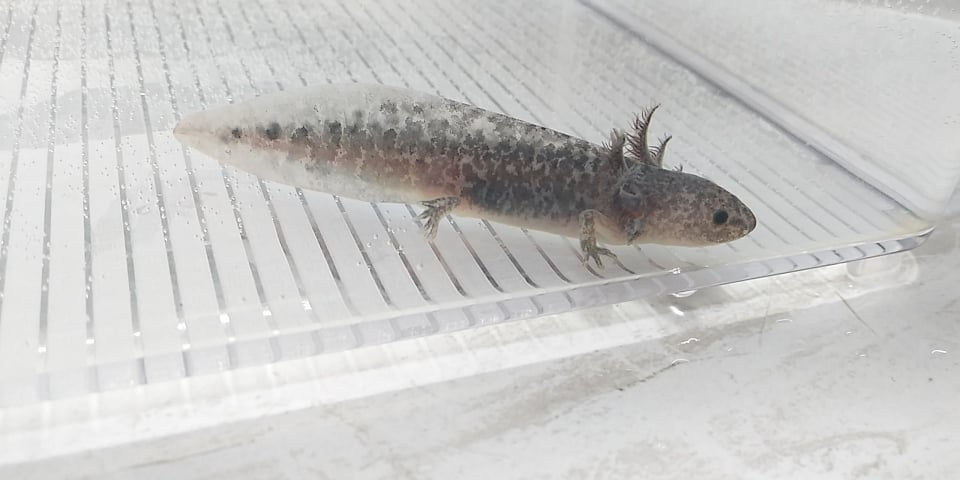 Thumbnail: Sid Boogerbottom (3" Axanthic)