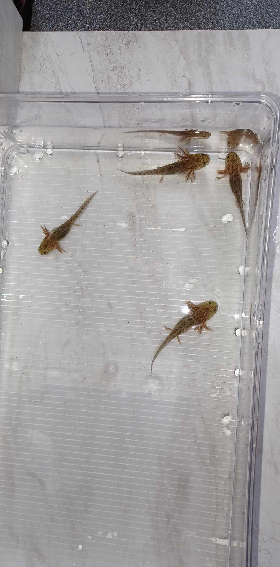Thumbnail: Wholesale Lot of 4 Wild Type Axolotls (3" 2 GFP / 2 Regular)