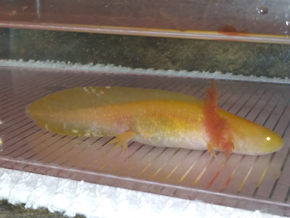 Thumbnail: Karat (4" High Iridophore Golden Albino)