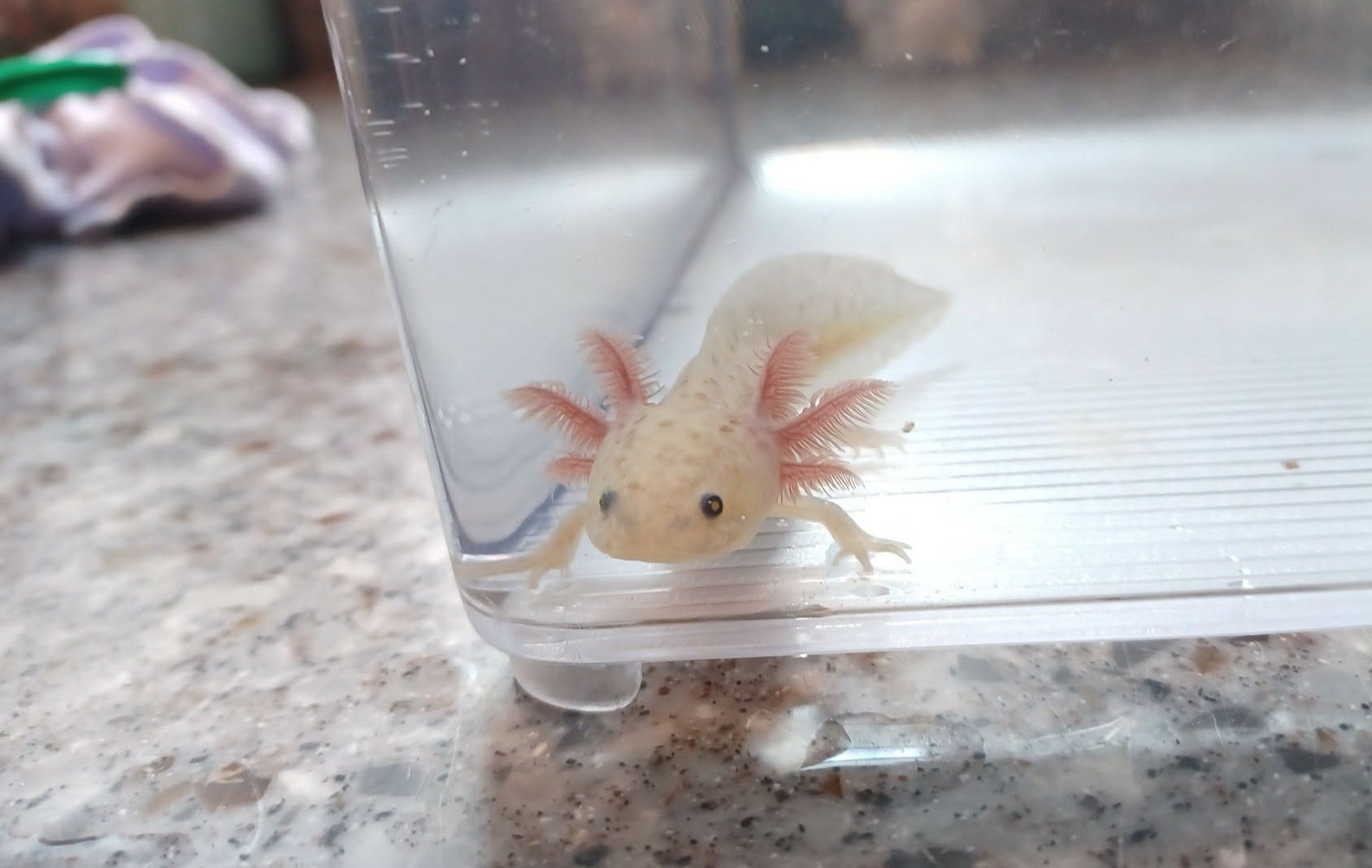 Derp Noodle( 4.5" GFP Axanthic Copper)