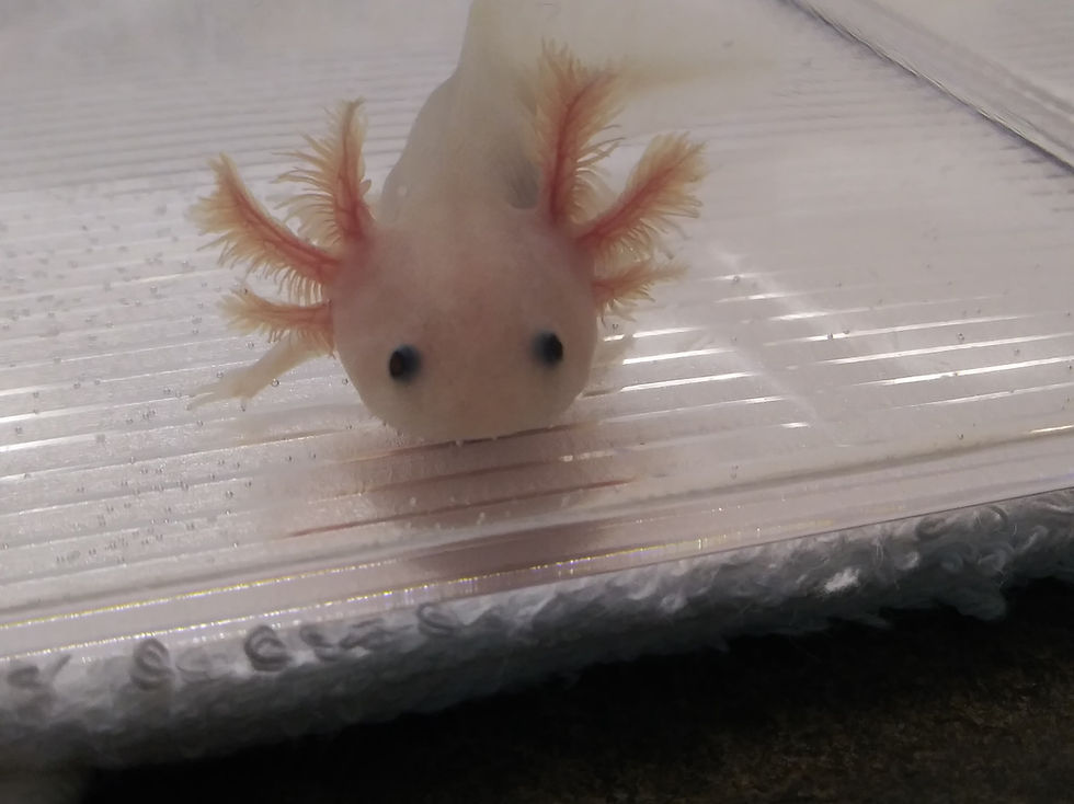 Thumbnail: Finley (3.5" Lucy)