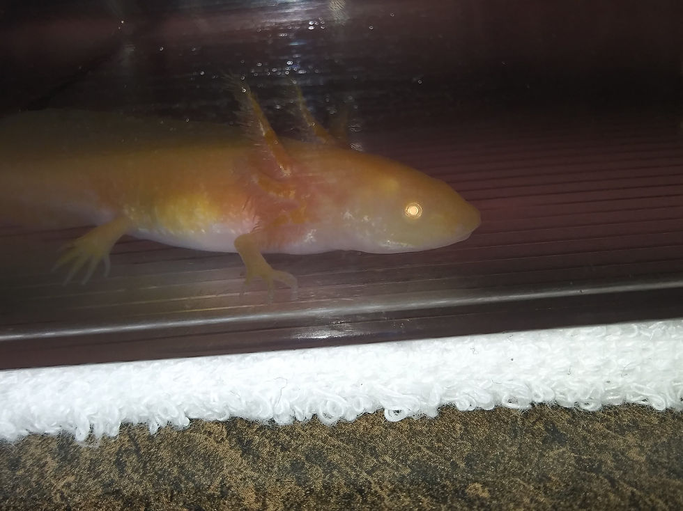Thumbnail: Cibola (3.5" Golden Albino)
