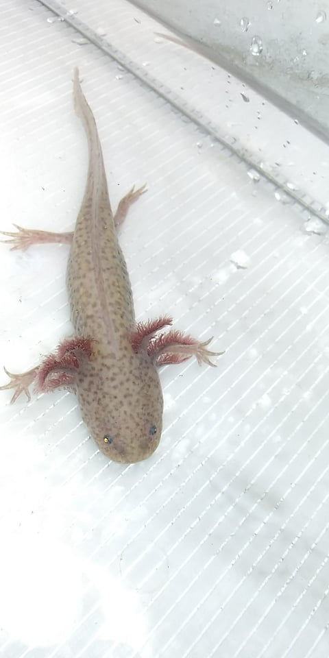 Thumbnail: Zzzax  (6.5" MALE  Spotted Copper