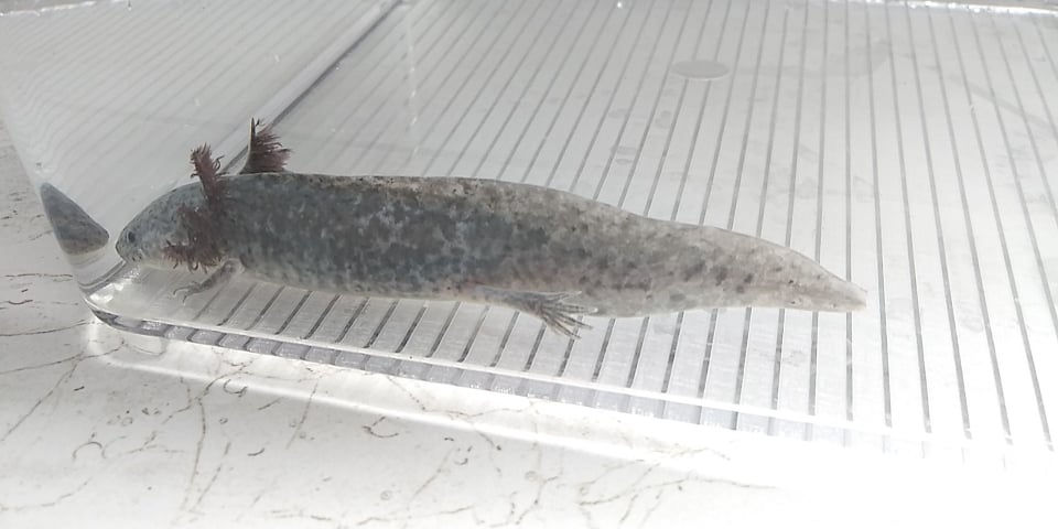 Thumbnail: Checkers (4.5" Axanthic)