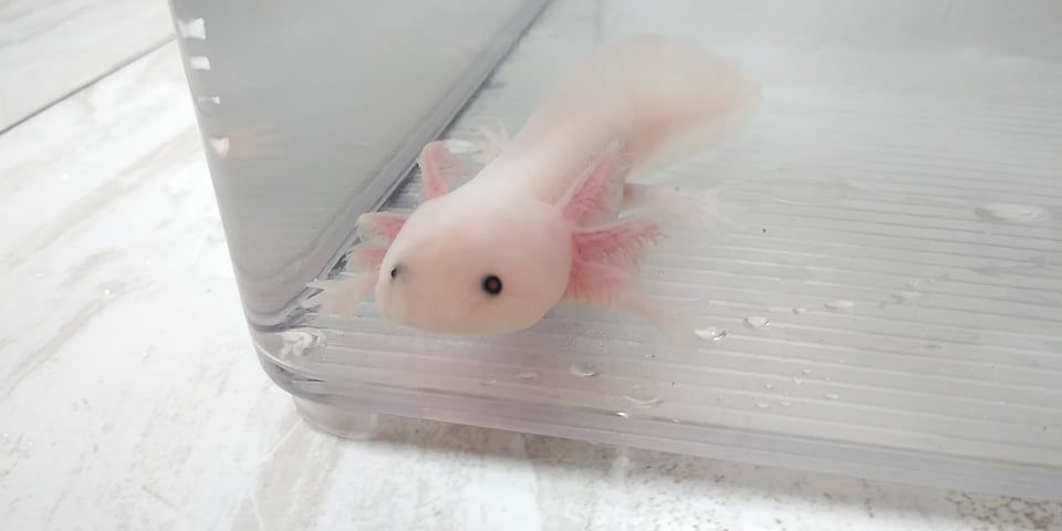 Artificial Appendix (4" Lightly Speckled Lucy)