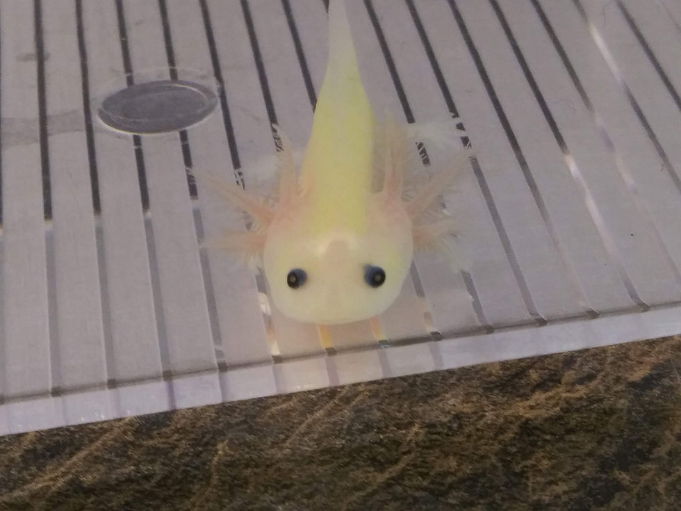 Thumbnail: Celery (2.75" Super GFP Lucy)