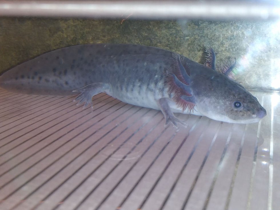 Thumbnail: Kelpie (5.5" Melanoid)