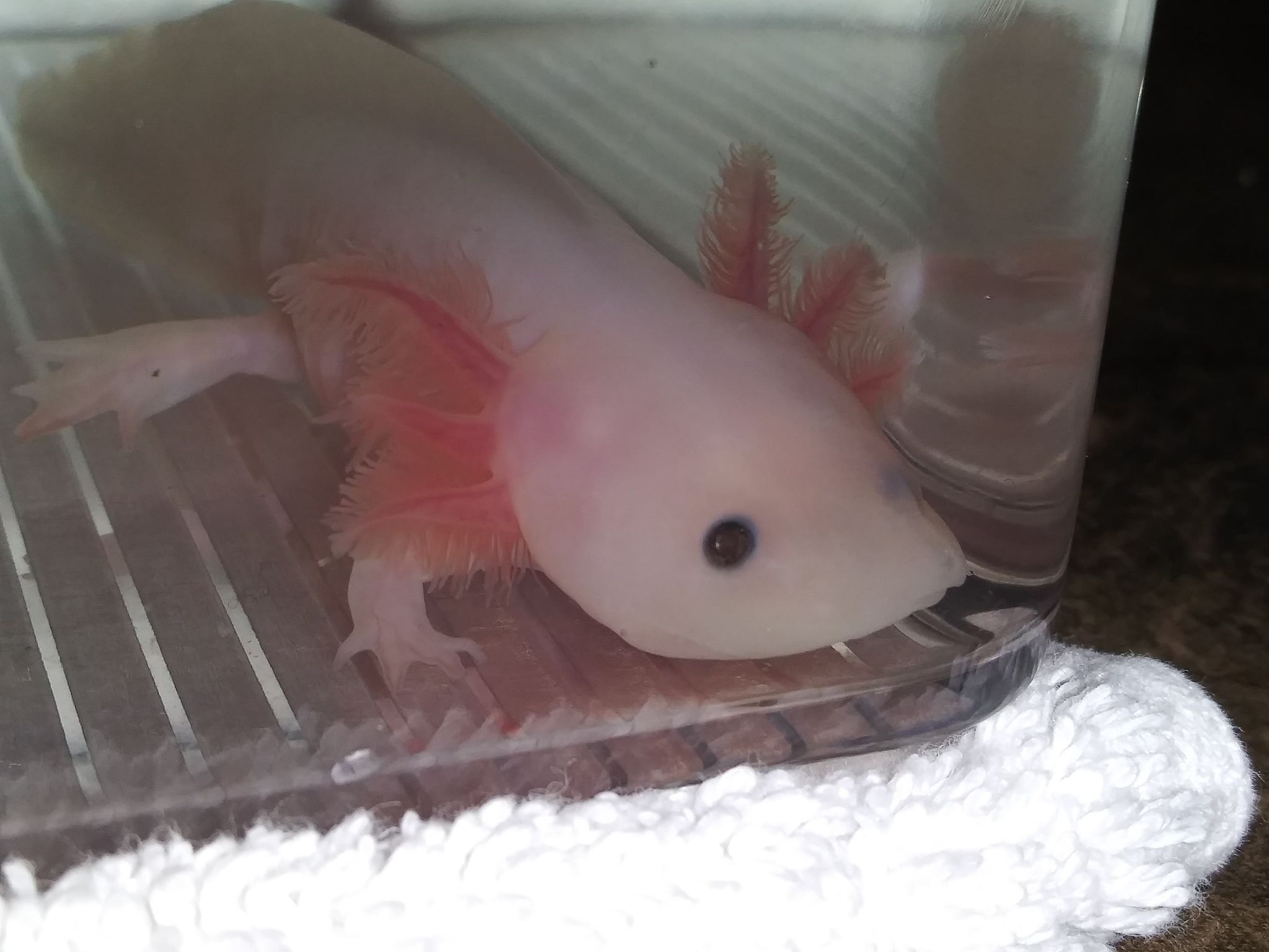 Detective Douche (5" Lucy)