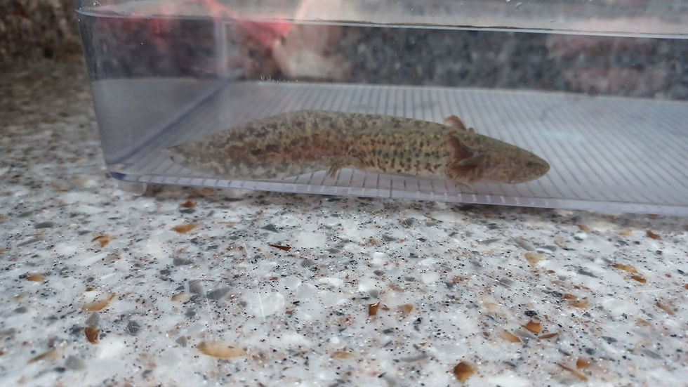 Thumbnail: Girth Brooks (5.5" Wild Type)