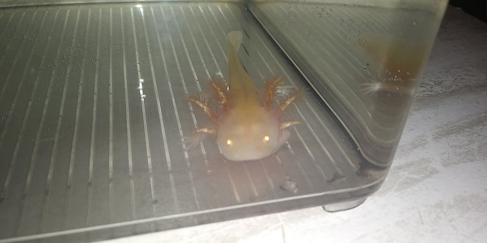 Hypno (3.5" Light Golden Albino)