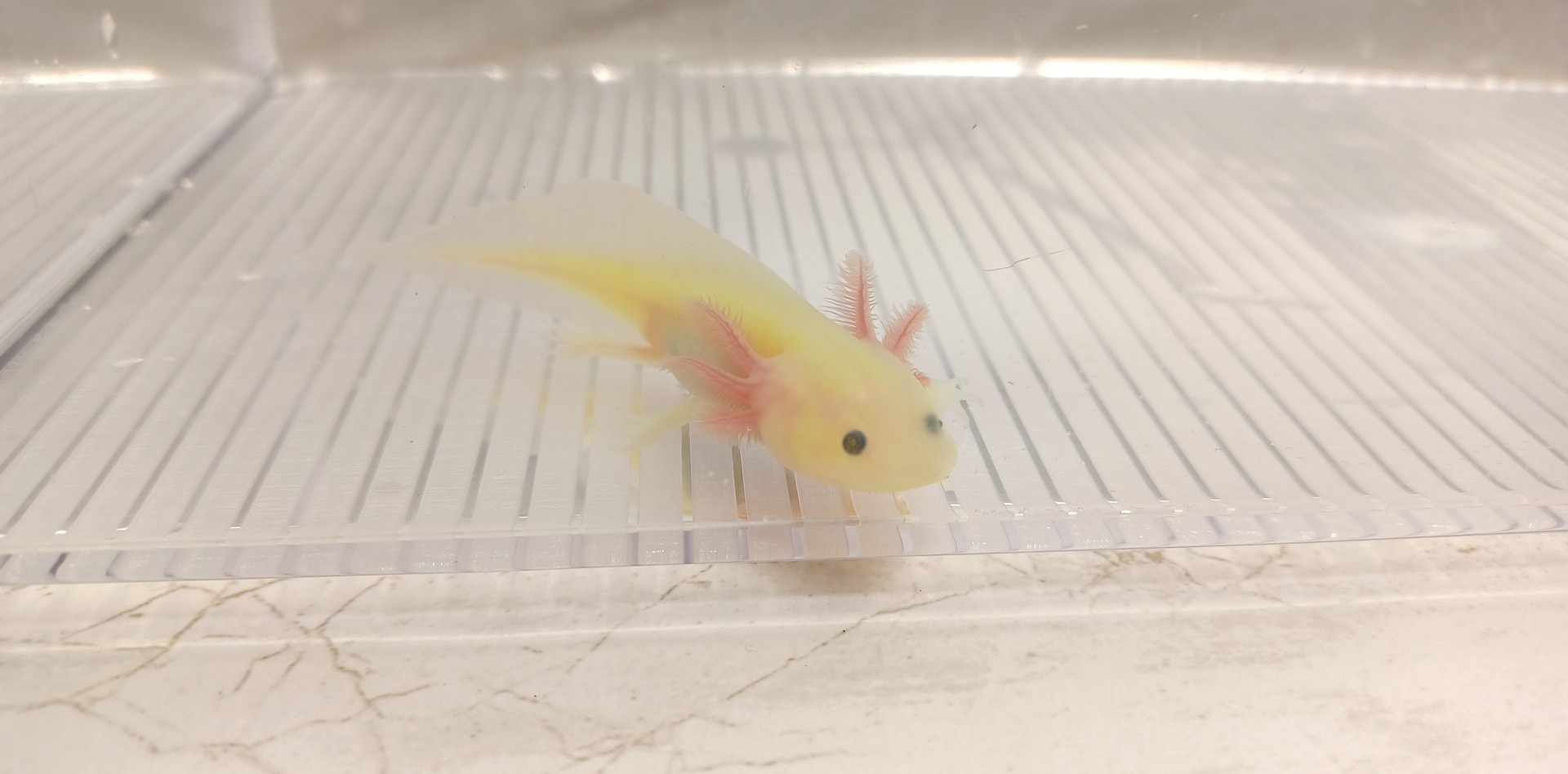 Jiggly Jellyfish (3" Clean GFP Lucy)