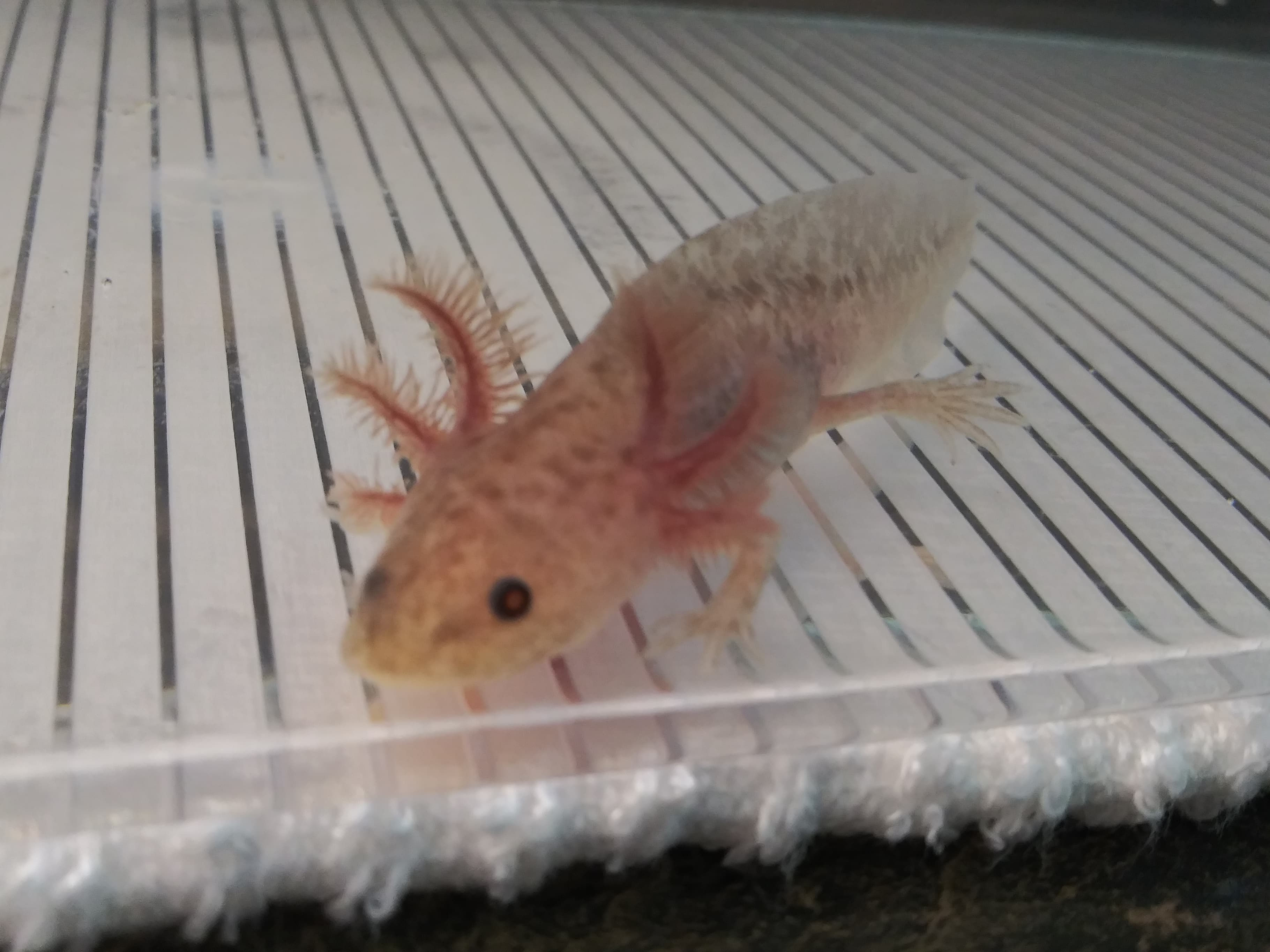 Ruger (3" Copper Axanthic)