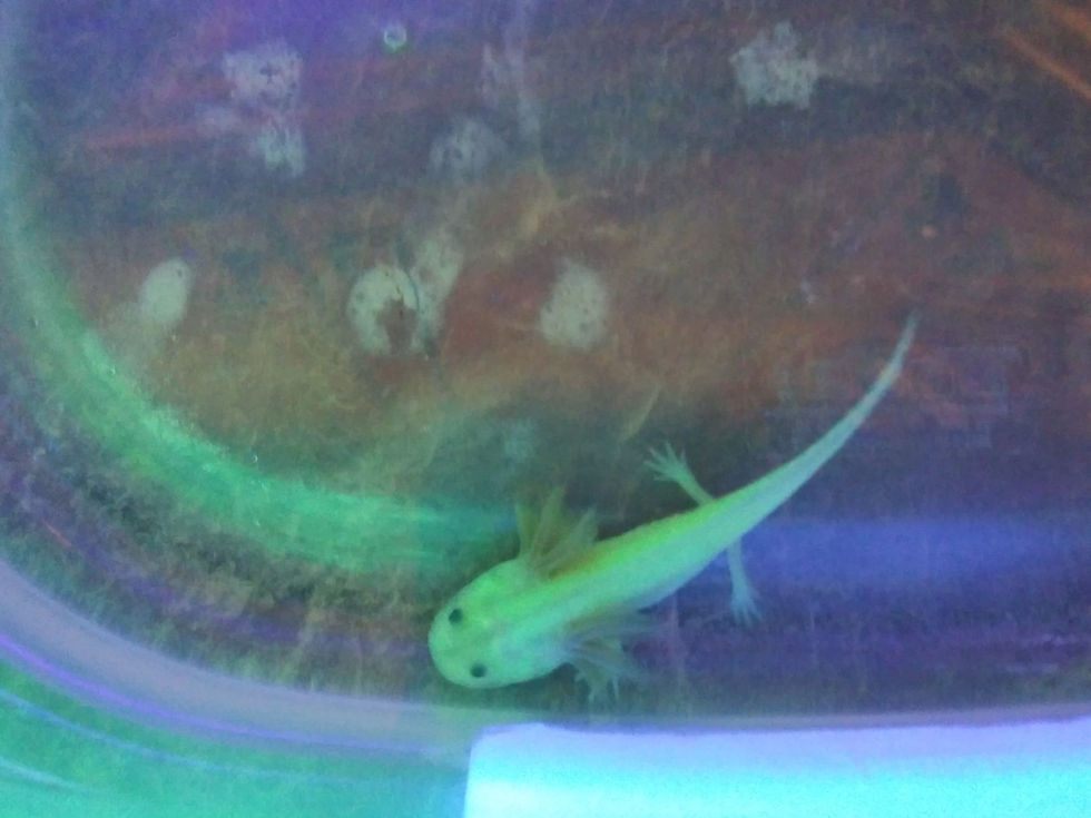 Thumbnail: Wigglytuff (3" GFP Dirty Lucy)