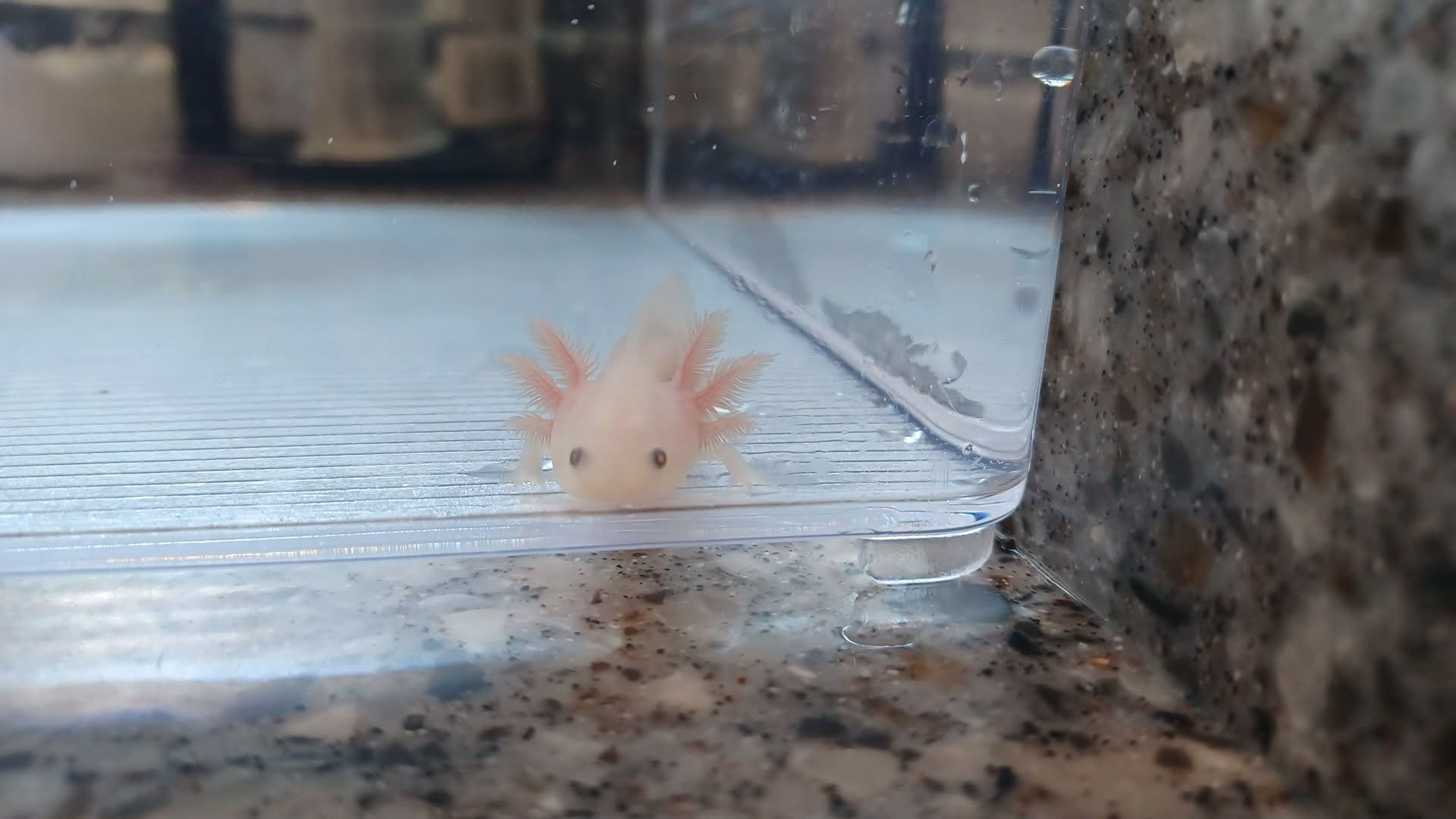 Frilly Willy (3" Leucistic)