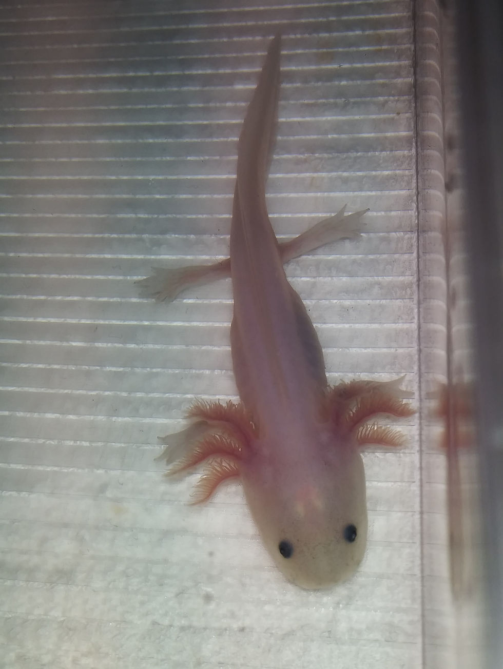 Thumbnail: Squidlips (4.5"  Lightly Speckled Lucy)