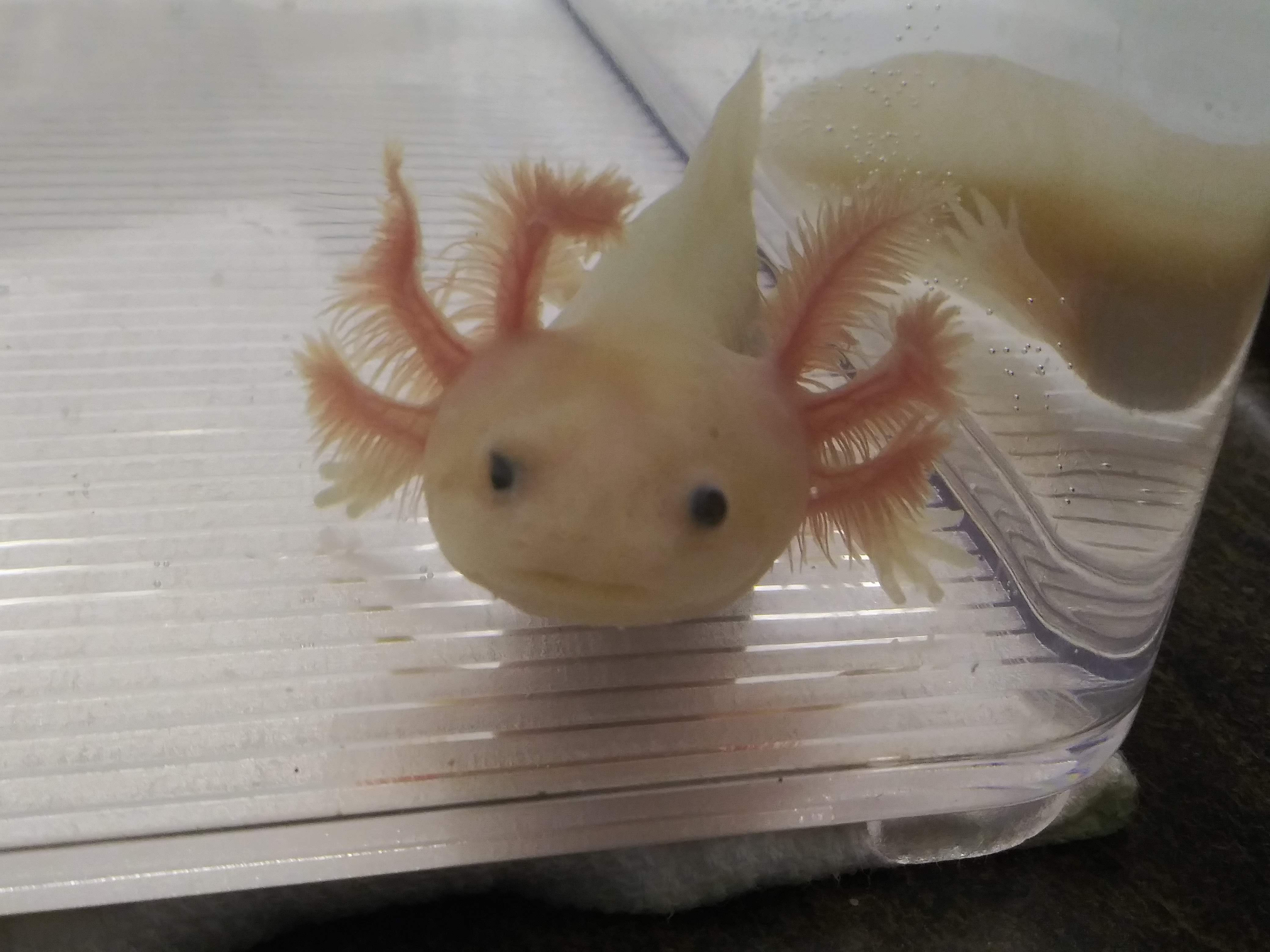 Left Eye (4" Super GFP Lucy)