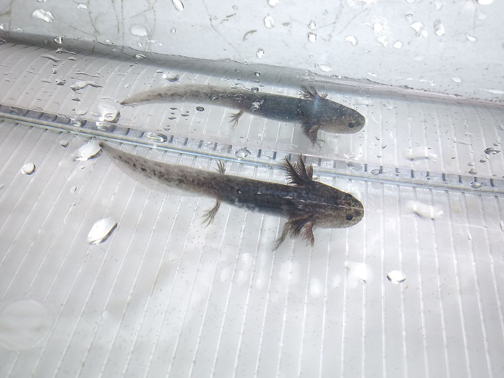 Thumbnail: Franken Grin (3" Axanthic Mel)
