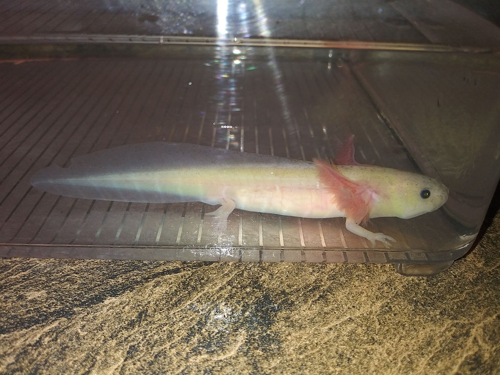 Thumbnail: Gnarly ( 4" GFP Dirty Leucistic )