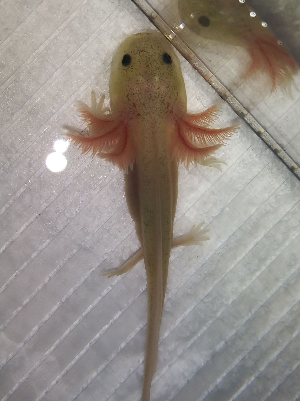 Thumbnail: Aries (3" GFP Dirty Lucy)