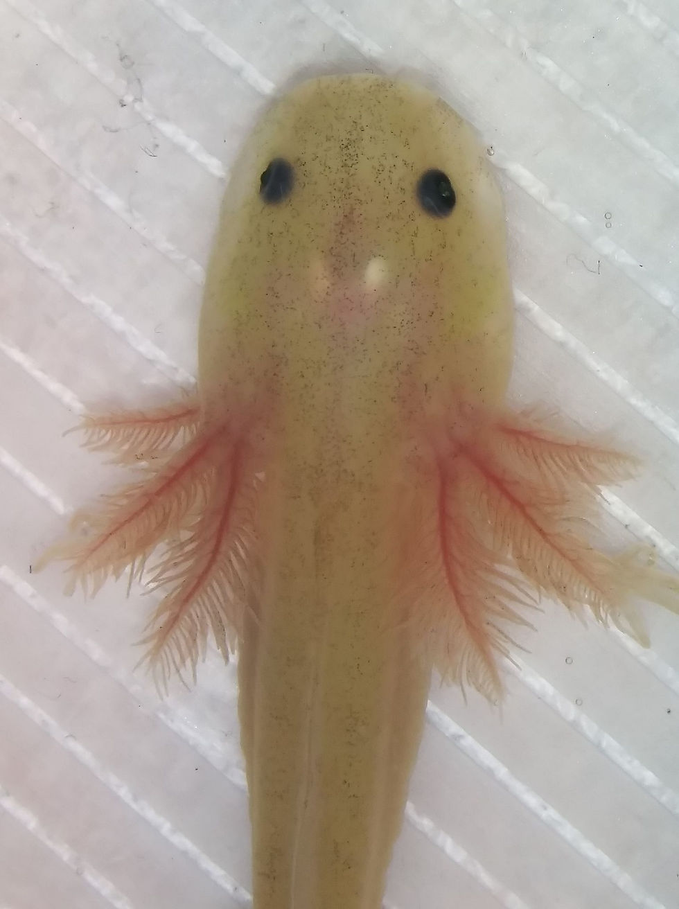 Thumbnail: Wigglytuff (3" GFP Dirty Lucy)