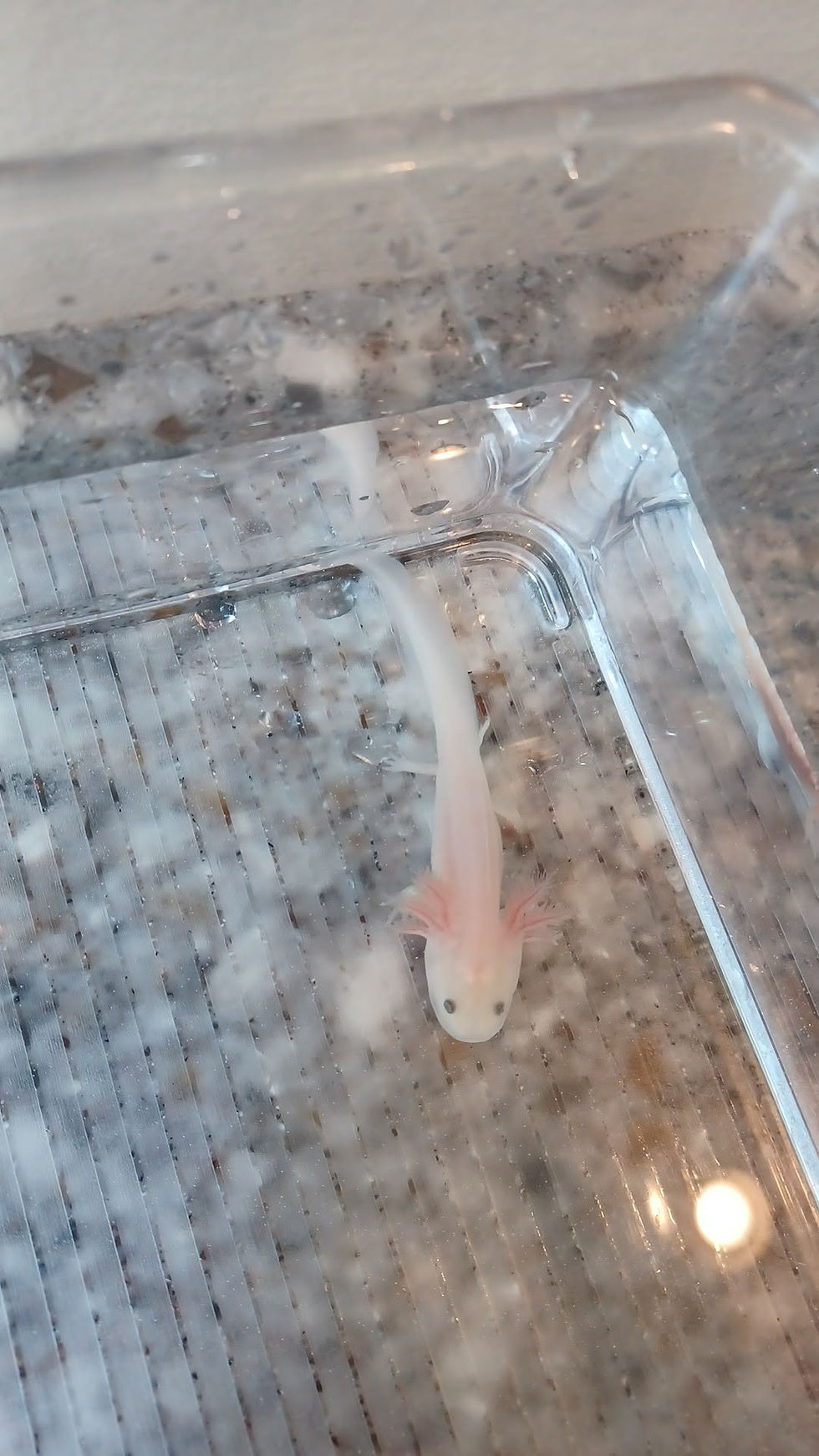 Thumbnail: Frilly Willy (3" Leucistic)