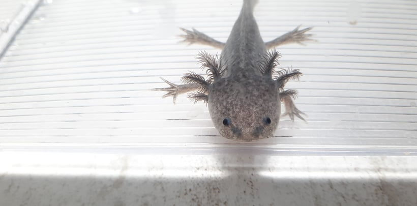 Russian CrabCake (4" Axanthic)