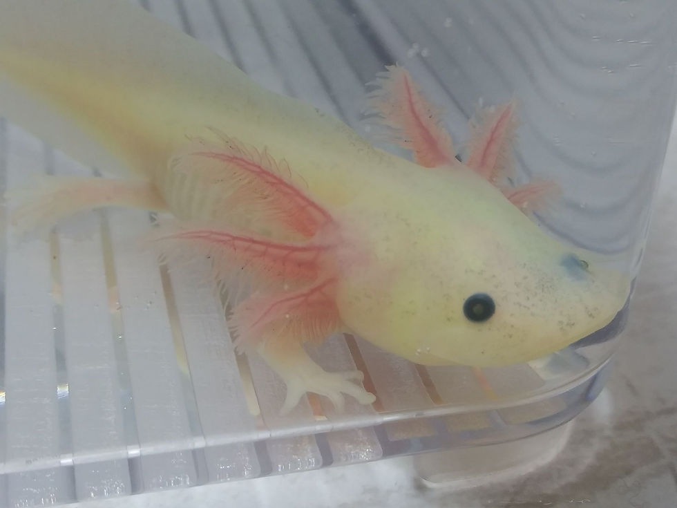 Thumbnail: Hi Def (4" GFP Lightly Speckled Lucy)