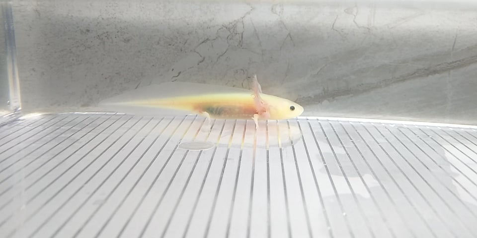 Thumbnail: Martian (3" Super GFP Lucy) Het Pied