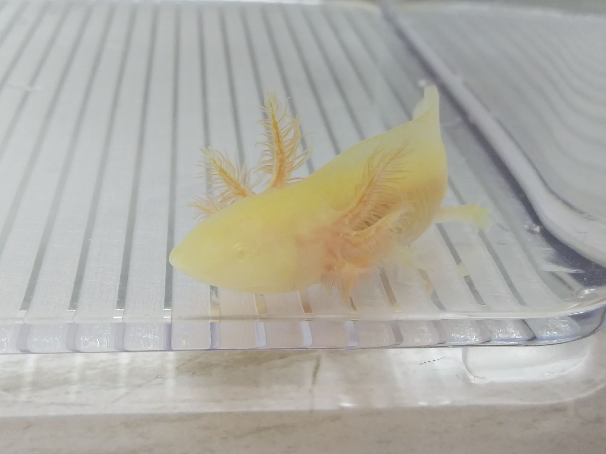 Shawarma (3" GFP Golden Albino)