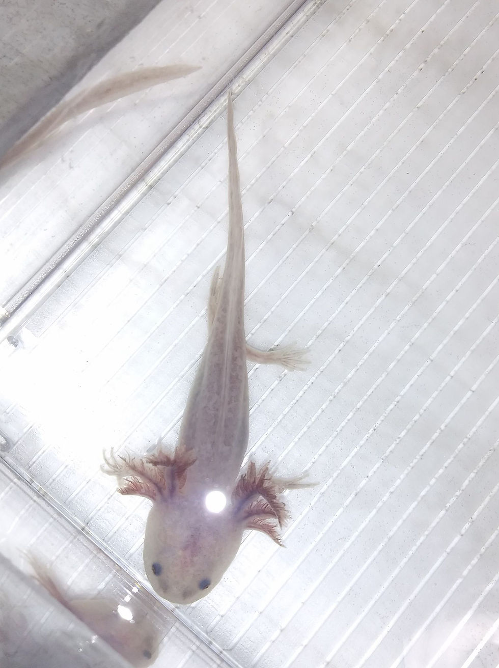 Thumbnail: Dooku (3.5" Copper Axanthic)