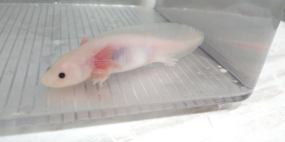 Thumbnail: Lickable Bumper  Sticker (4"  Lightly Speckled Lucy)
