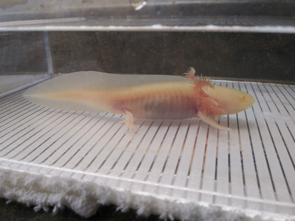 Thumbnail: The Watcher (5" Albino Mel)