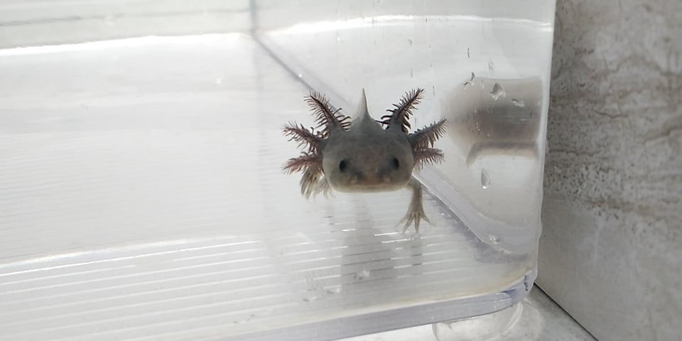 Thumbnail: Jeff (3.5" Lavender Mel)