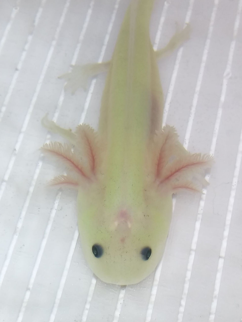 Thumbnail: Renegade Slugger  (3" Lightly Speckled GFP  Lucy)