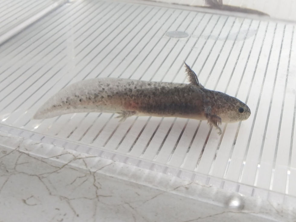 Thumbnail: Elbow Grease (3.5" Axanthic Mel)