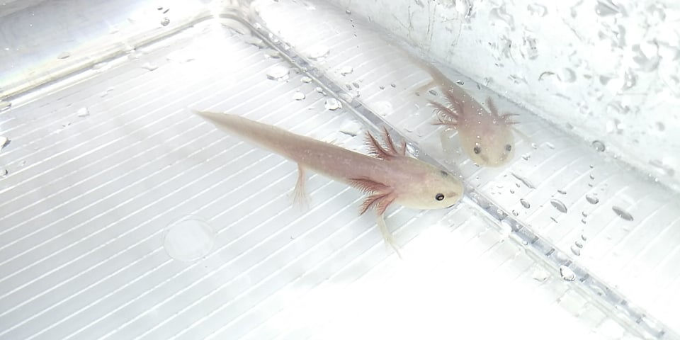 Thumbnail: Big Mac (3" (MAC) Melanoid Axanthic Copper)