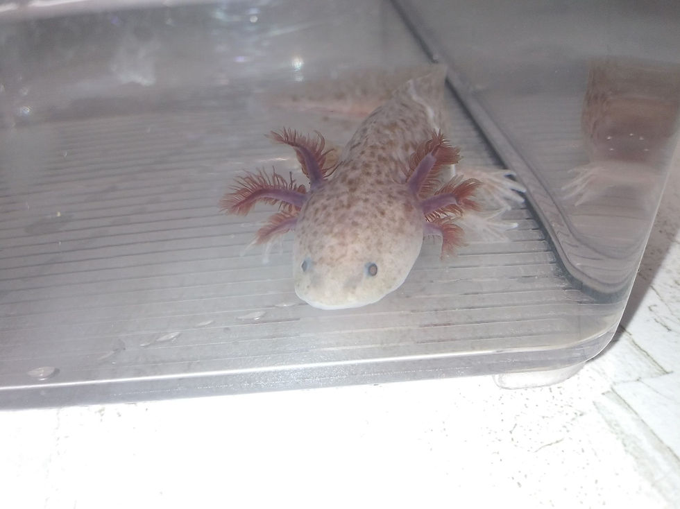 Thumbnail: Takittothu Limit  (4.5" Copper Axanthic)