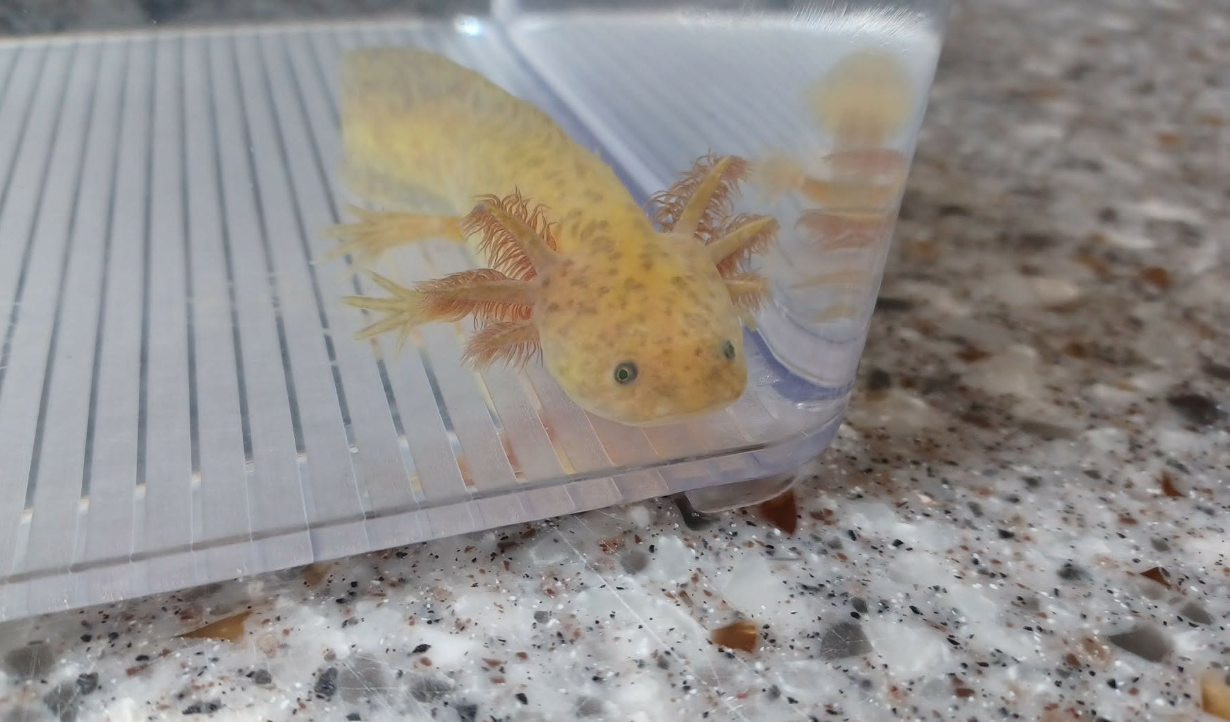 Glitter Chigger (5" GFP Copper)