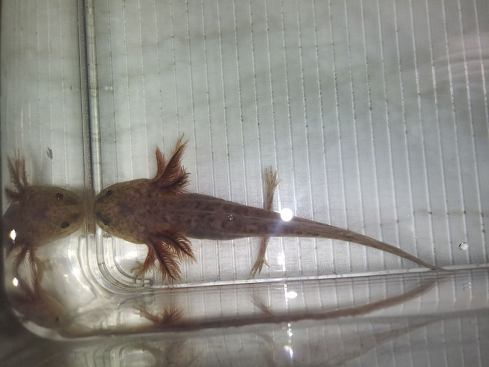 Thumbnail: McLovin (4" Copper Axanthic)