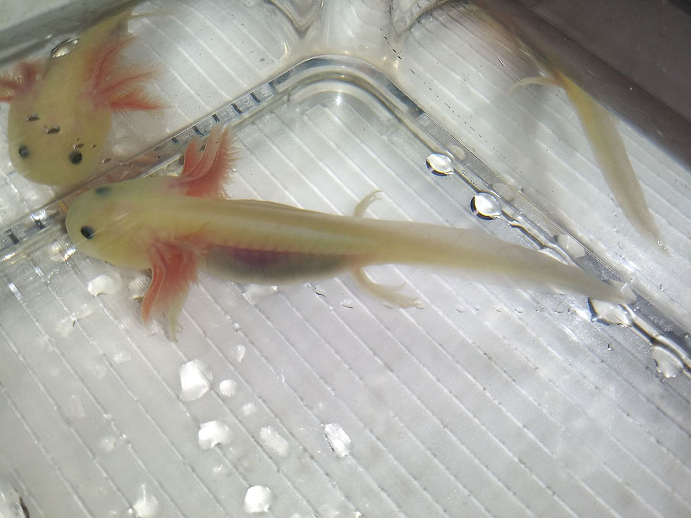 Thumbnail: Worm Stealer (3.5" Lightly Speckled GFP  Lucy)
