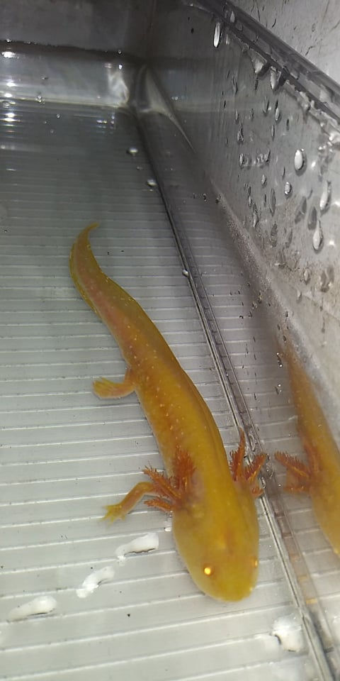 Thumbnail: Twinkie Nunchucks (4" High Iridophore Amber Golden Albino)