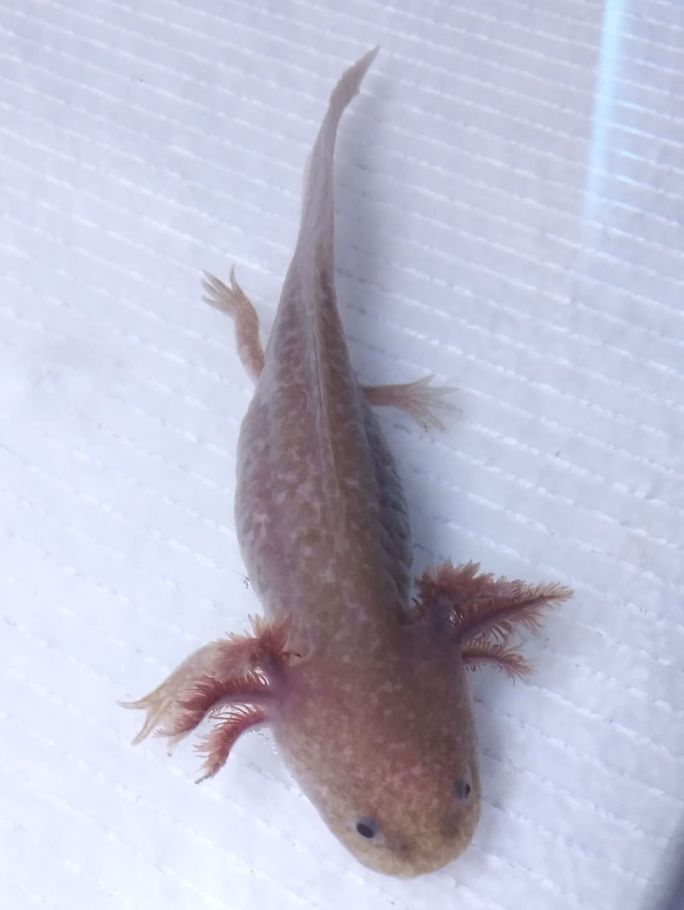 Thumbnail: Jackmerious Tacktheritrix (5" Copper Axanthic)