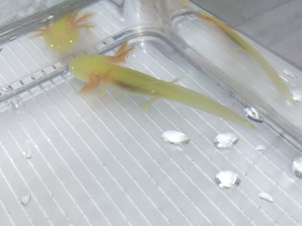 Thumbnail: McConaughey (3" Super GFP Golden Albino)